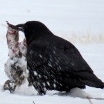 img_0027-crow-drops-the-goods-on-the-ground