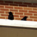 img_0029-crows-eating-cached-food