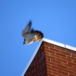 img_0058-dc-takes-off-to-look-for-juvie