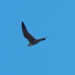 Adult Peregrine Flying Near KP Research Labs 4-12-14