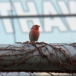 Beautiful Singing Finch 4-2-14