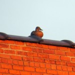 img_0004-a-duck-on-thomson-reuters-roof