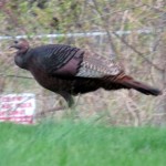 img_0005-wild-turkey-at-the-end-of-my-street