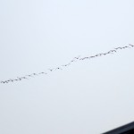 img_0007-canada-geese-over-the-river