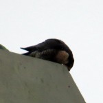 img_0017-thats-right-wipe-that-beak-off-feaking-after-eating