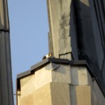 img_0037-dc-peeking-from-ne-wing-ledge