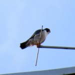 img_0052-dc-on-bs-antenna