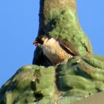 img_0065-dc-with-a-mouthful-of-feathers