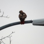 img_0072-now-thats-a-red-tail