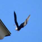 img_0169-dc-with-big-wings-today