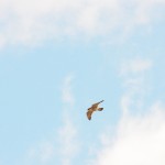 ST Tiercel Fabulous Flying 5-4-14