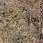 Juvie Female Flying Along the River Gorge Wall 5-4-14