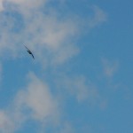 ST Tiercel Fabulous Flying 5-4-14