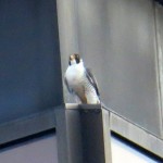 img_0027-dc-looking-at-times-square-nest-box