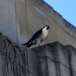 img_0040-watching-prey-bird