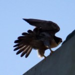 img_0047-a-look-to-nest-box