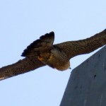 img_0049-on-her-way-to-nest