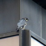 img_0059-now-whered-that-pigeon-go