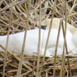 img_0082-nesting-swan