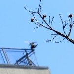 img_0174-mating-camera-focused-on-branch-not-birds-darn-it