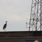 Great Blue Heron on the Blue Cross Arena 6-18-14