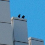 Two Crows on the Lincoln First Tower 6-1-14