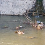 2-momma-duck-and-ducklings-on-river-6-3-14