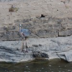 Great Blue Heron Fishing on the River 6-17-14