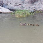 3-momma-duck-and-ducklings-on-river-6-3-14