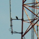 Beauty on Jail Comm Tower 6-1-14