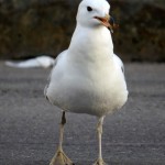 img_0008-buddy-the-gull-drops-by-to-say-hello