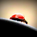 img_0023-lady-bug