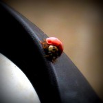 img_0024-lady-bug-visits-my-side-view-mirror