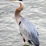 img_0025-my-first-gbh-of-the-season