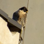 img_0028-watching-nest-box