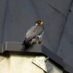 img_0035-falcons-look-over-their-shoulder-a-lot