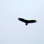 img_0047-turkey-vulture