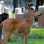 img_0048-a-young-buck-in-the-cemetery