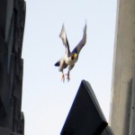 img_0049-dc-takes-the-leap