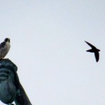 img_0056-daring-bird