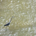 14-heron-fishing-in-the-river-7-26-14