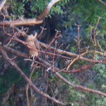 15-juvie-in-falcon-sucking-tree-in-the-gorge-7-22-14