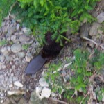 29-beaver-in-the-gorge-7-26-14
