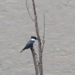 32-kingfisher-in-the-gorge-7-27-14