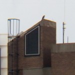 Falcon on Top of St Paul Apartments 7-29-14
