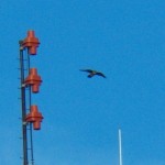 5-juvie-soaring-above-xerox-tower-7-8-14