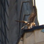 Tesh on Northeast Wing Ledge on Times Square Bldg 7-2-14