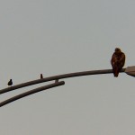 9-rth-robin-finch-near-geva-theater-7-21-14