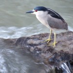 img_0008-black-crowned-night-heron