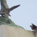 img_0026-3-falcon-landing-plus-a-pigeon-passenger